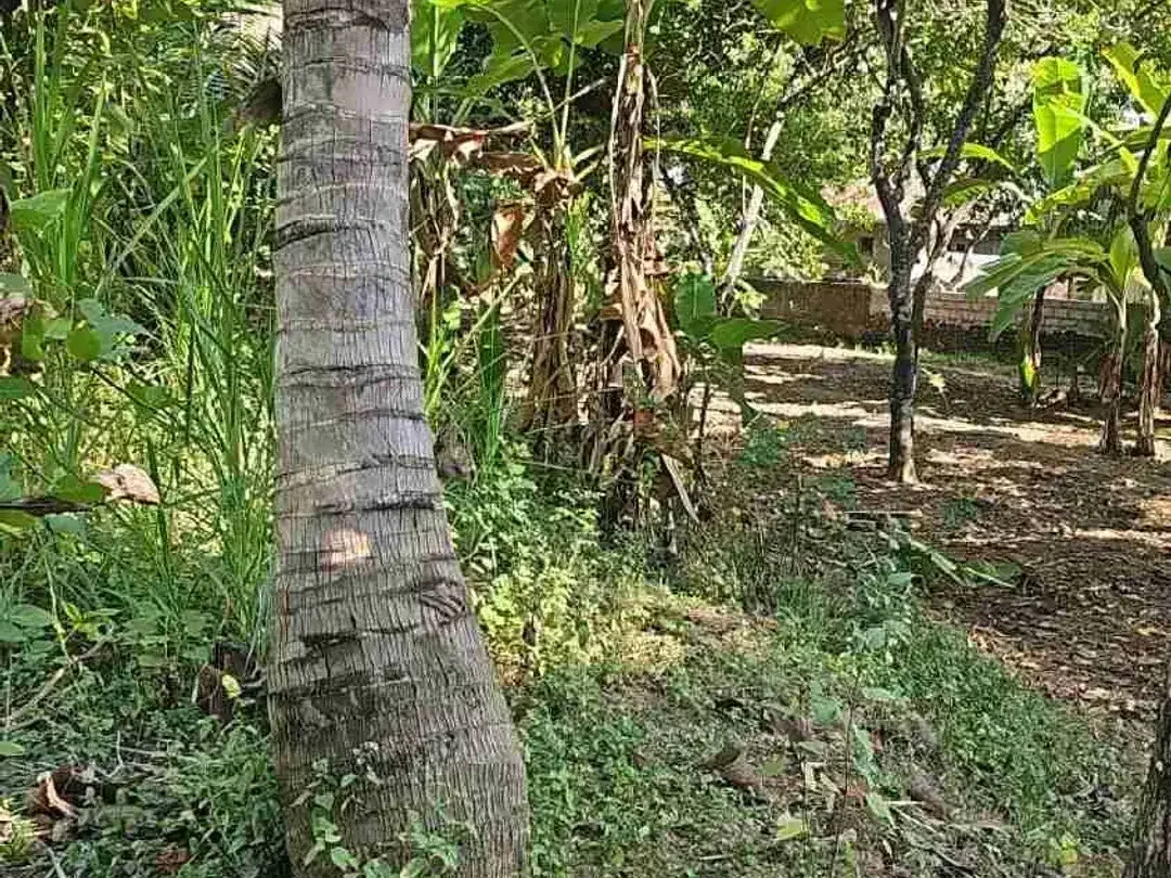 Jual murah dekat pantai dan cocok buat villa - Image 4 of 4
