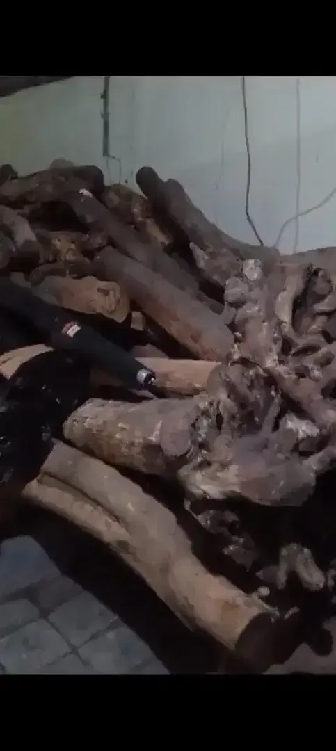 Kayu cendana NTT - Image 2 of 2