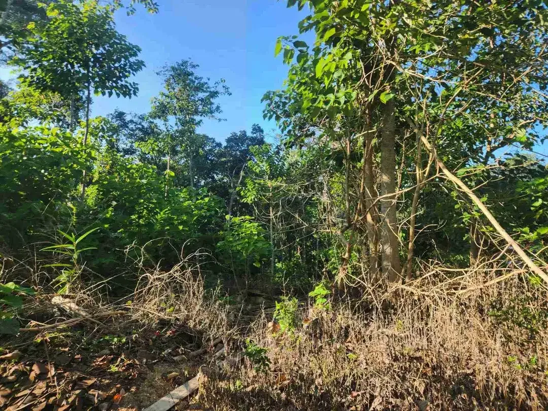 TANAH DEKAT NYANYI KEDUNGU TANAHLOT COCOK UNTUK VILLA ATAU KAVLING VILLA PANDAK TABANAN - Image 4 of 9