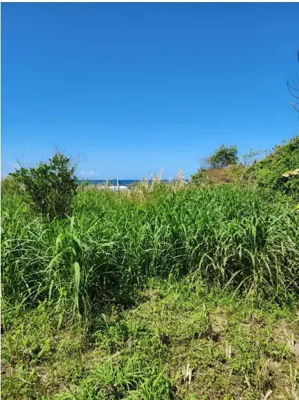 Tanah dekat Pantai Ketewel Gianyar Bali - Image 6 of 10