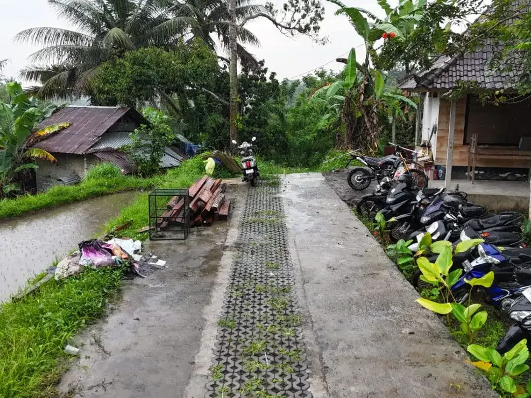 Tanah 1,3 Hektar View Sawah dan Jungle Dekat Rice Terrace Ubud - Image 5 of 10