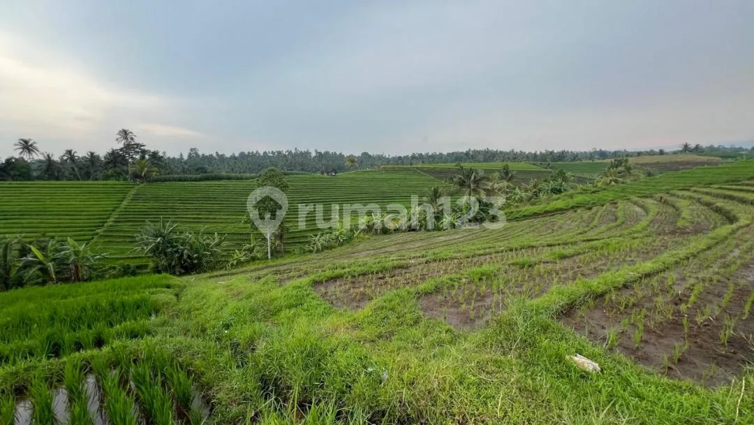 Jual Tanah Sawah Produktif untuk Investasi yang Menguntungkan. - Image 4 of 4