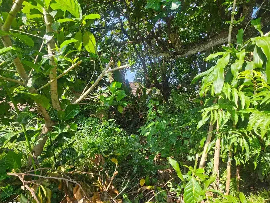 DIJUAL TANAH UMALAS KUWUM KEROBOKAN - Image 7 of 7