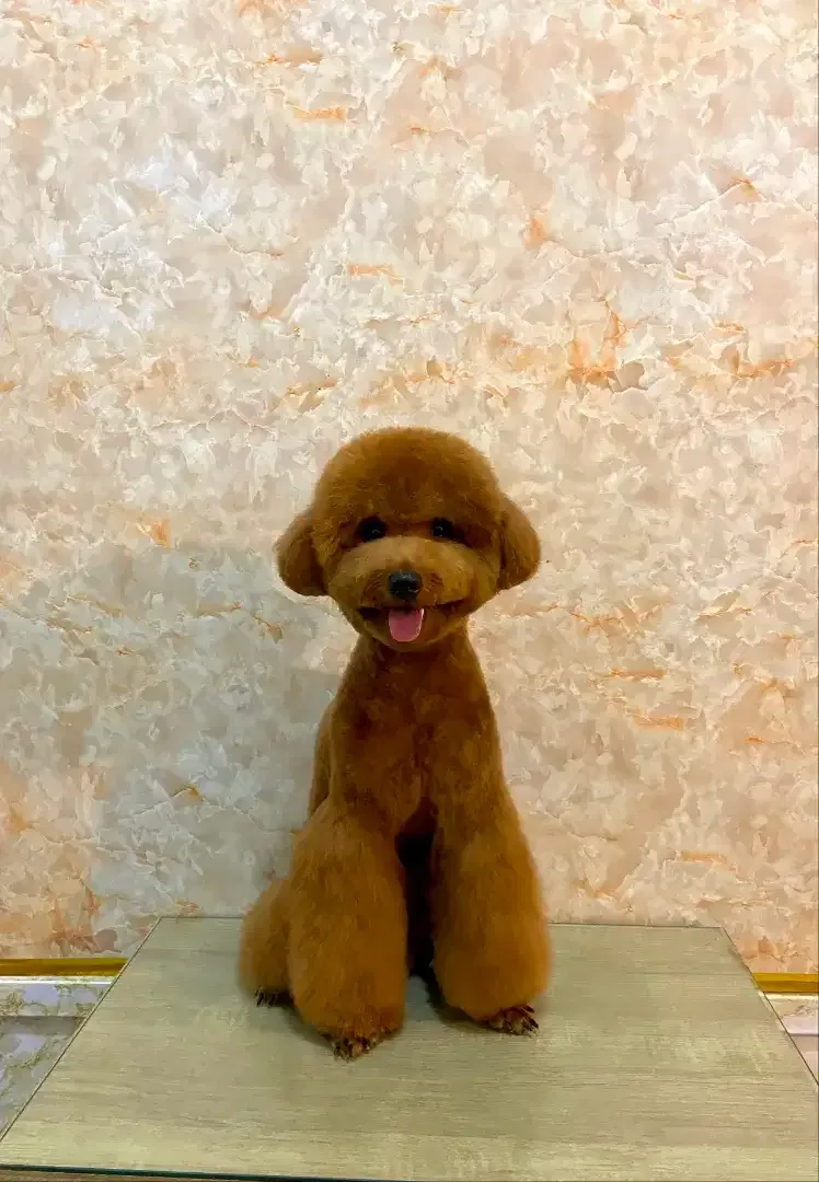 JSS GROOMING SALON - Image 3 of 10
