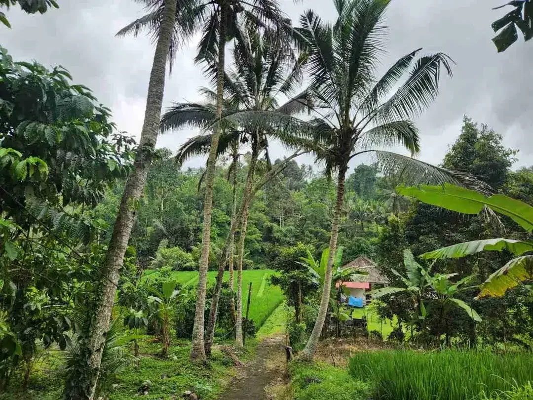 Tanah Cantik View Terasering Sawah Nuansa Bali Asri di Penebel - Image 10 of 10