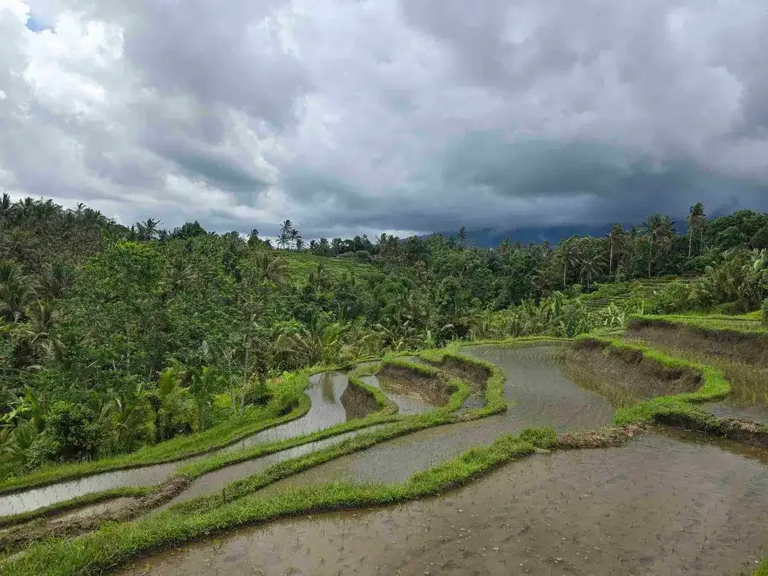 dijual tanah kebun dan sawah view cantik di penebel tabanan bali - Image 2 of 10
