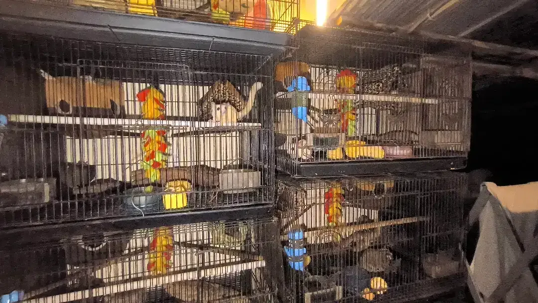 Sugar glider leucistic fullset - Image 4 of 4