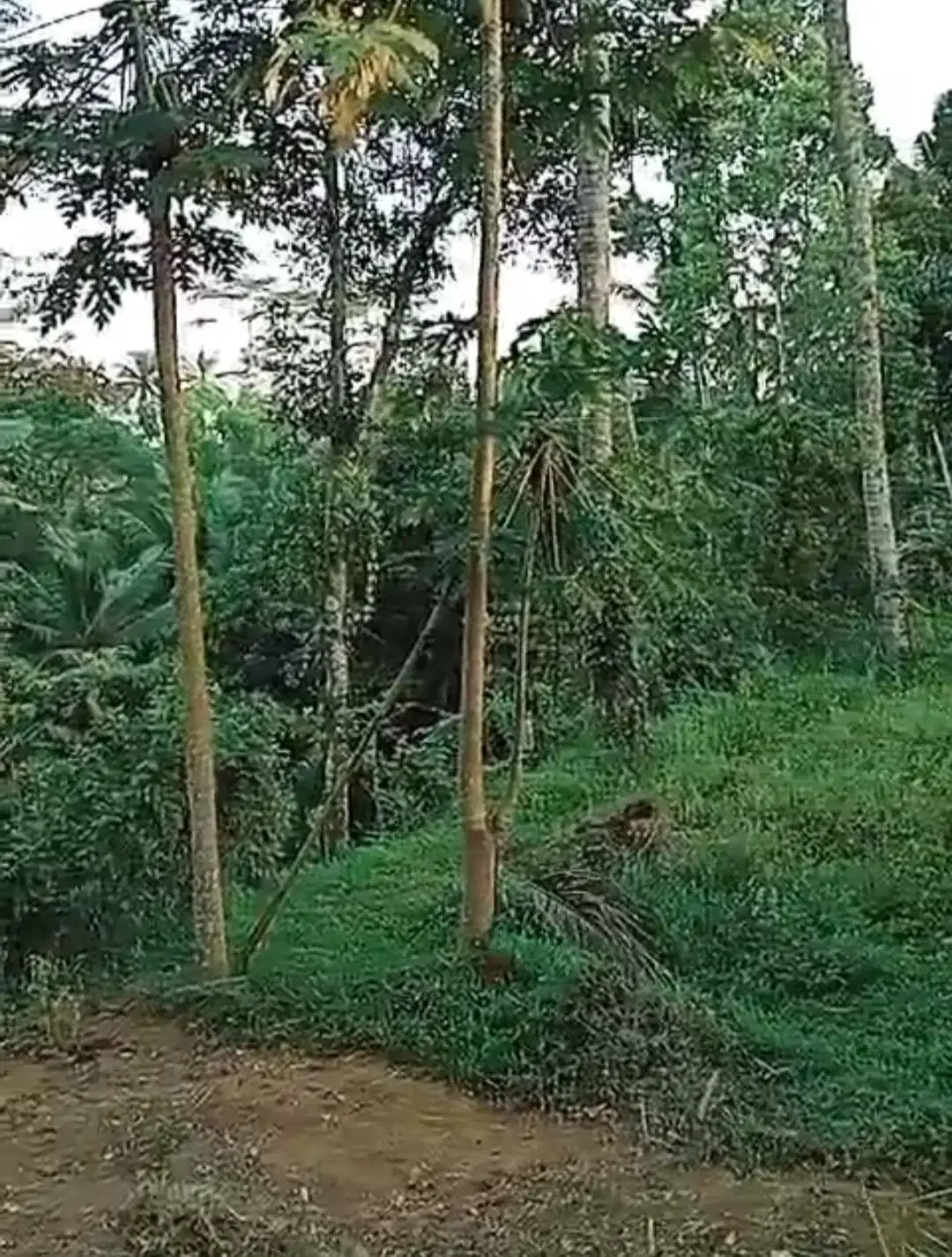 Tanah View Jungle di Bresela dekat Ubud Bali - Image 2 of 6