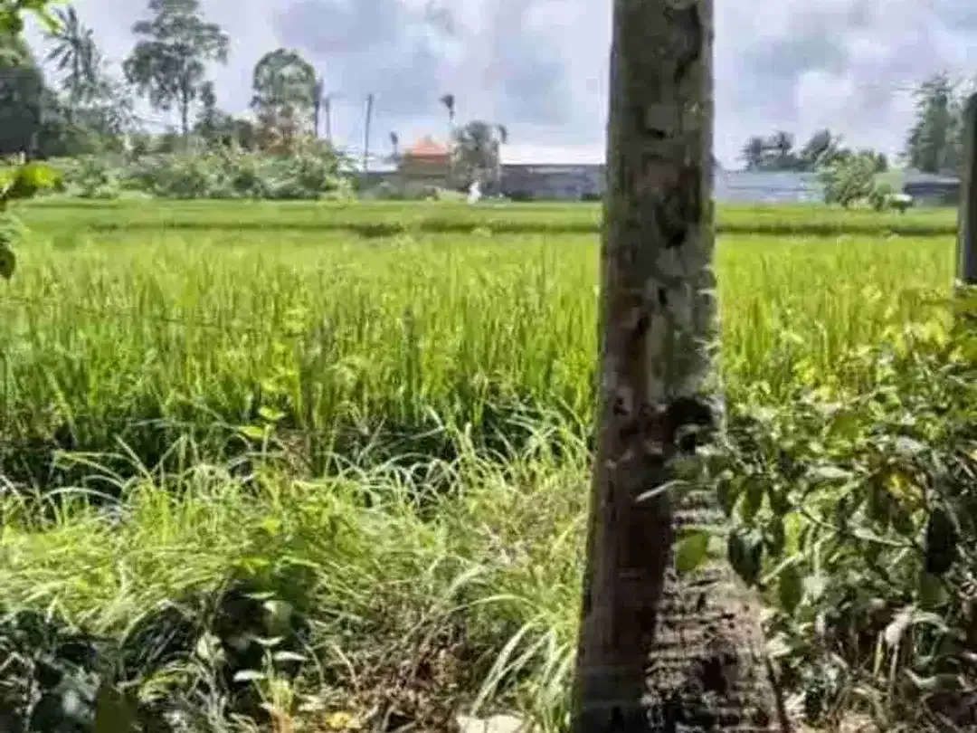 Tanah View Sawah Eksklusif Dekat Pantai Kedungu - Image 3 of 7