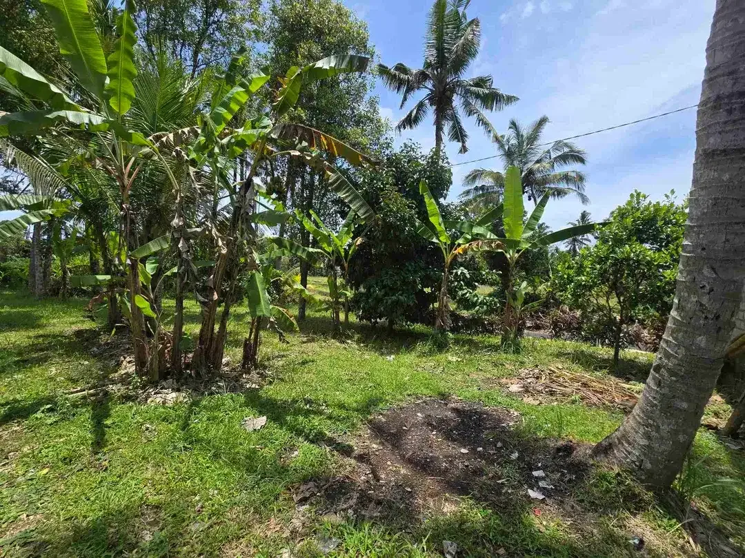Dijual tanah view sawah zona kuning di kerambitan tabanan bali - Image 7 of 10