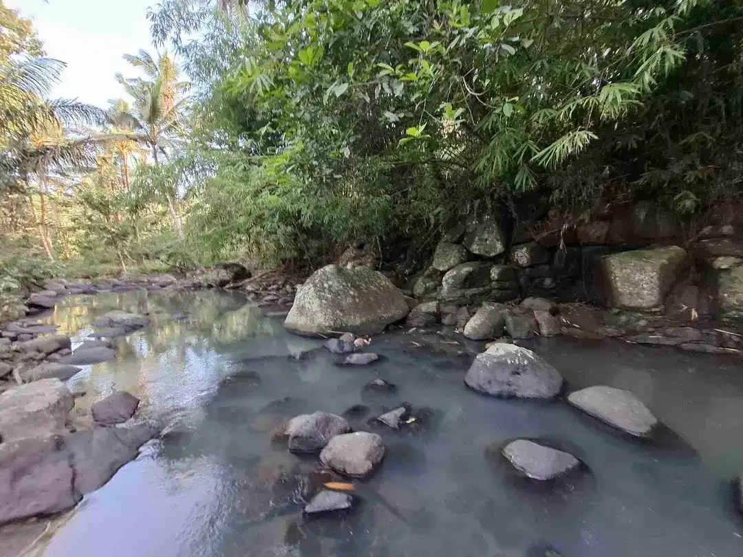 Tanah kebun los sungai jernih berisi banyak pohon kakau dan pohon kelapa di tabanan bali - Image 1 of 10