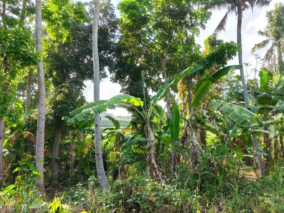 Dijual Tanah Kosong View Sawah dan Sungai - Image 4 of 6