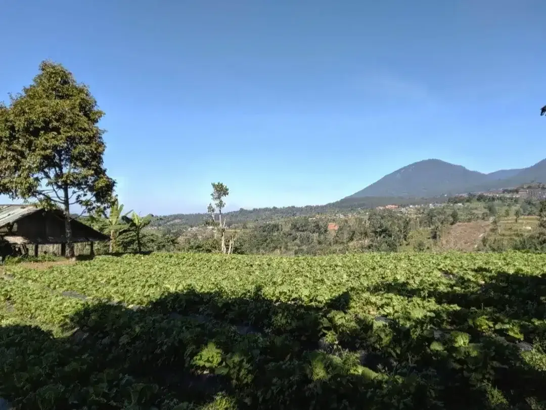 Tanah kebun view lembah dan gunung di Baturiti dekat Bedugul Bali - Image 4 of 7
