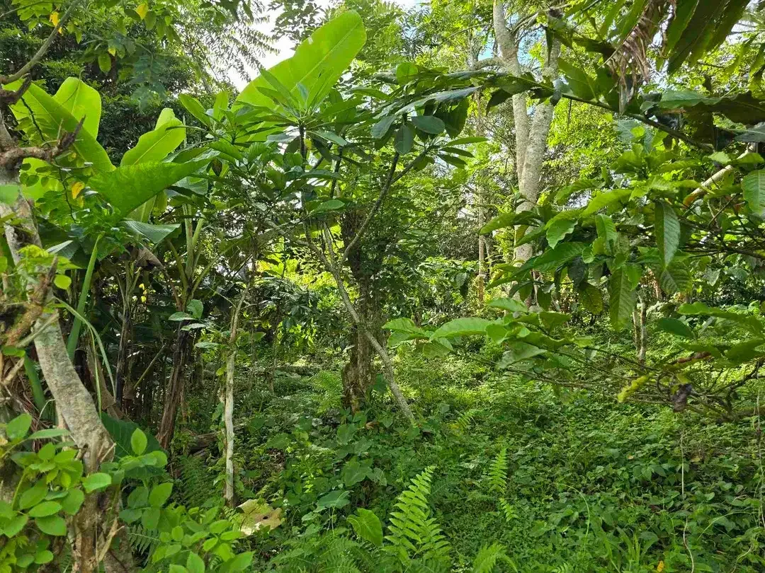 Dijual tanah view lembah dan gunung di tabanan bali - Image 8 of 10