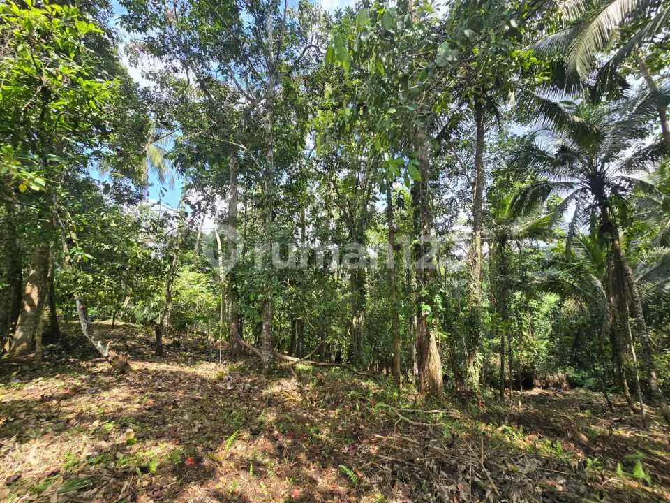 Dijual Tanah Kebun Durian Murah Dibawah Pasar Ditabanan - Image 1 of 4