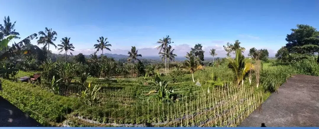 Plantation land with mountain and valley views in Baturiti Bali - Image 5 of 10