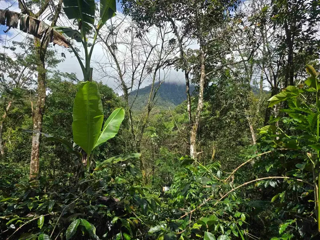 DIJUAL TANAH KEBUN KOPI ARABICA VIEW LAUT DAN GUNUNG DI TABANAN BALI - Image 2 of 10