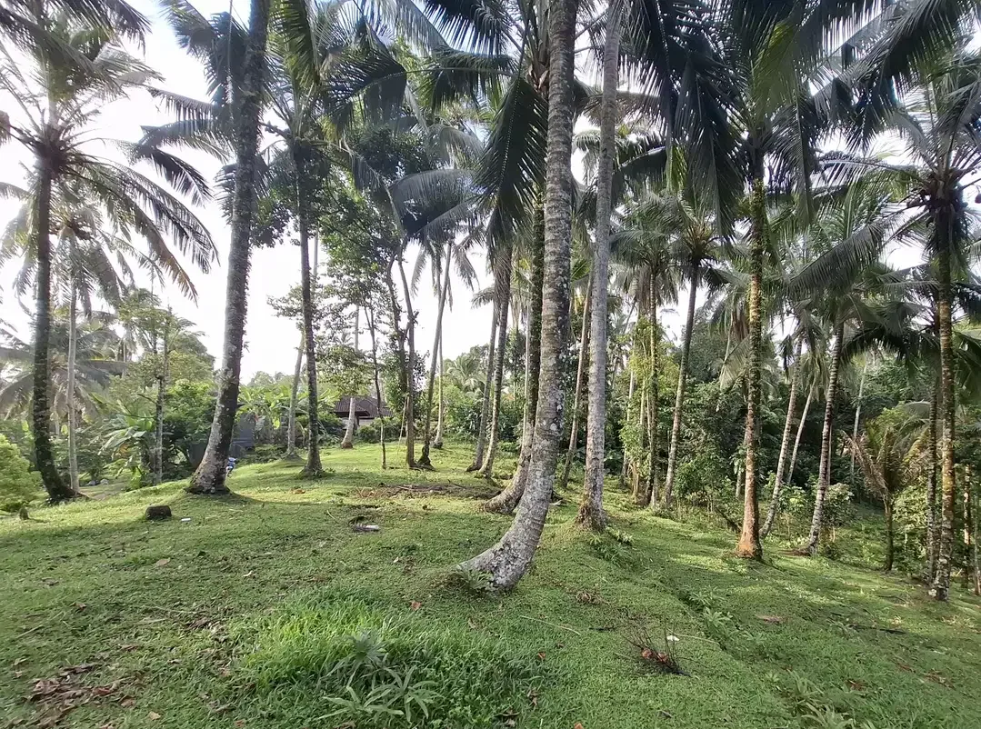 Dijual tanah kebun kelapa - Image 3 of 9