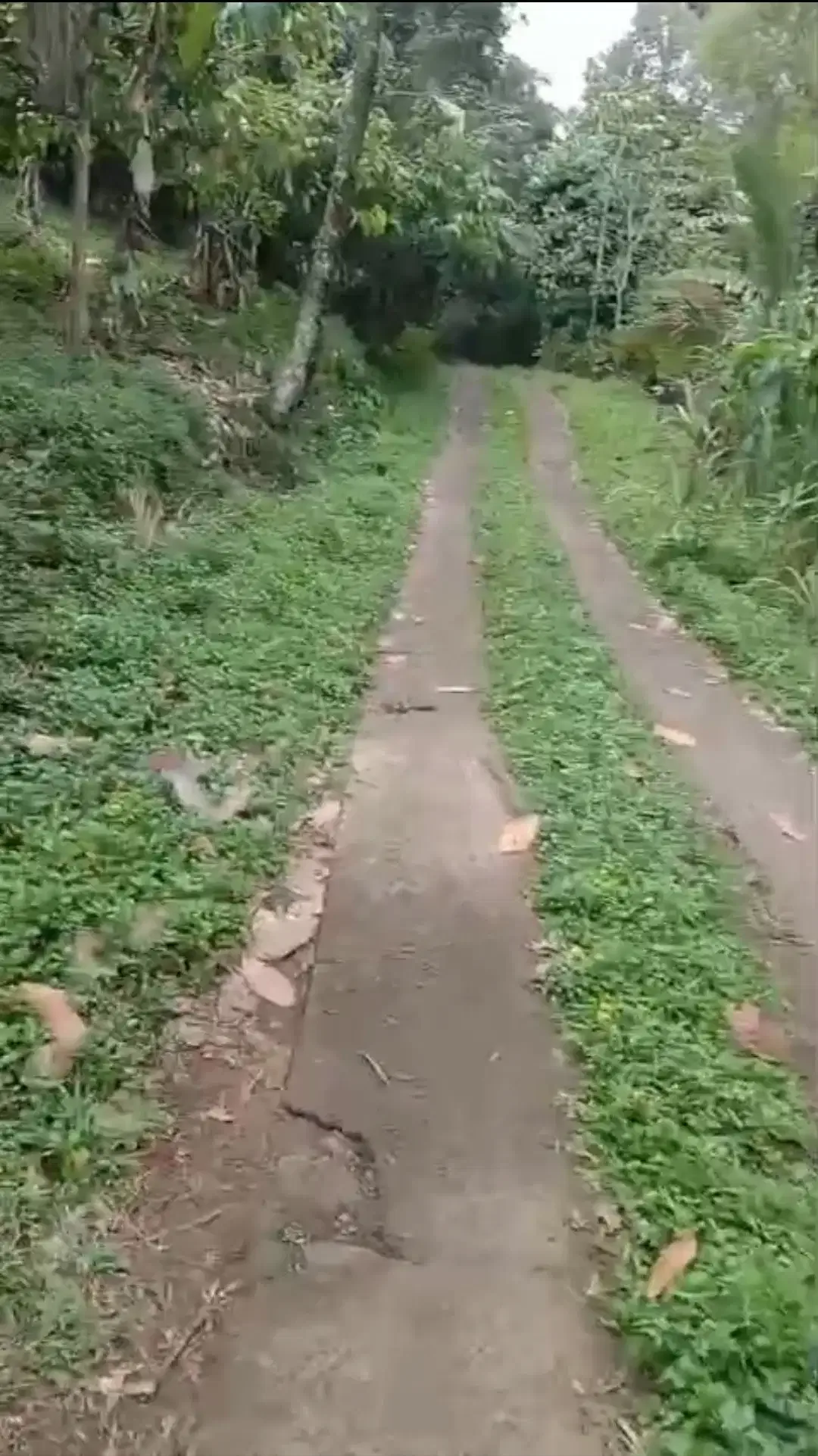 Kebun Cokelat di Selemadeg Tabanan Bali - Image 6 of 6