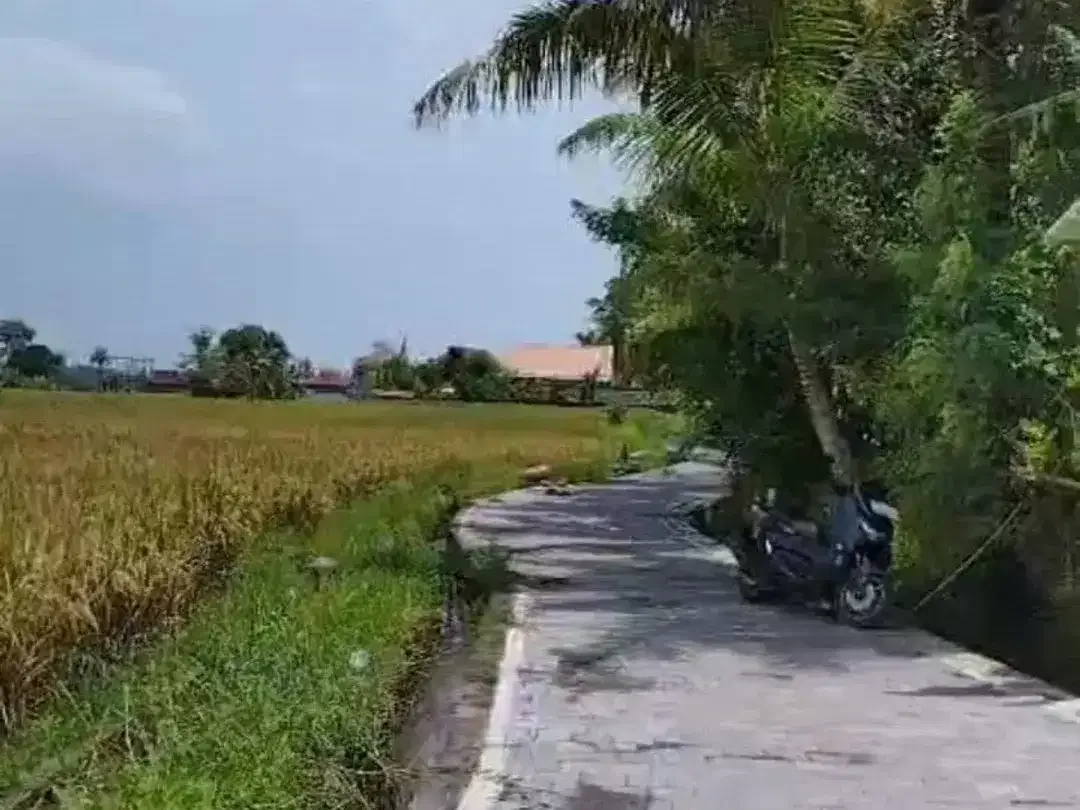 BUC 6 are Tanah Sawah di Singapadu kaler Gianyar Bali - Image 6 of 8