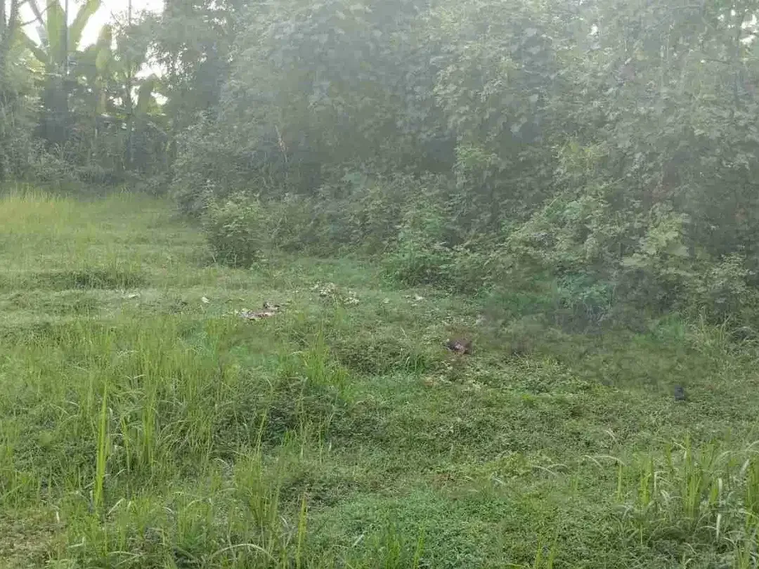 BUC, dijual TANAH 10 ARE cck utk villa dkt LOVINA DOLPIN Buleleng Bali - Image 10 of 10