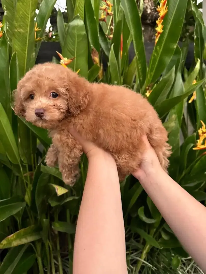 Toy Poodle (Pure) - Image 2 of 2