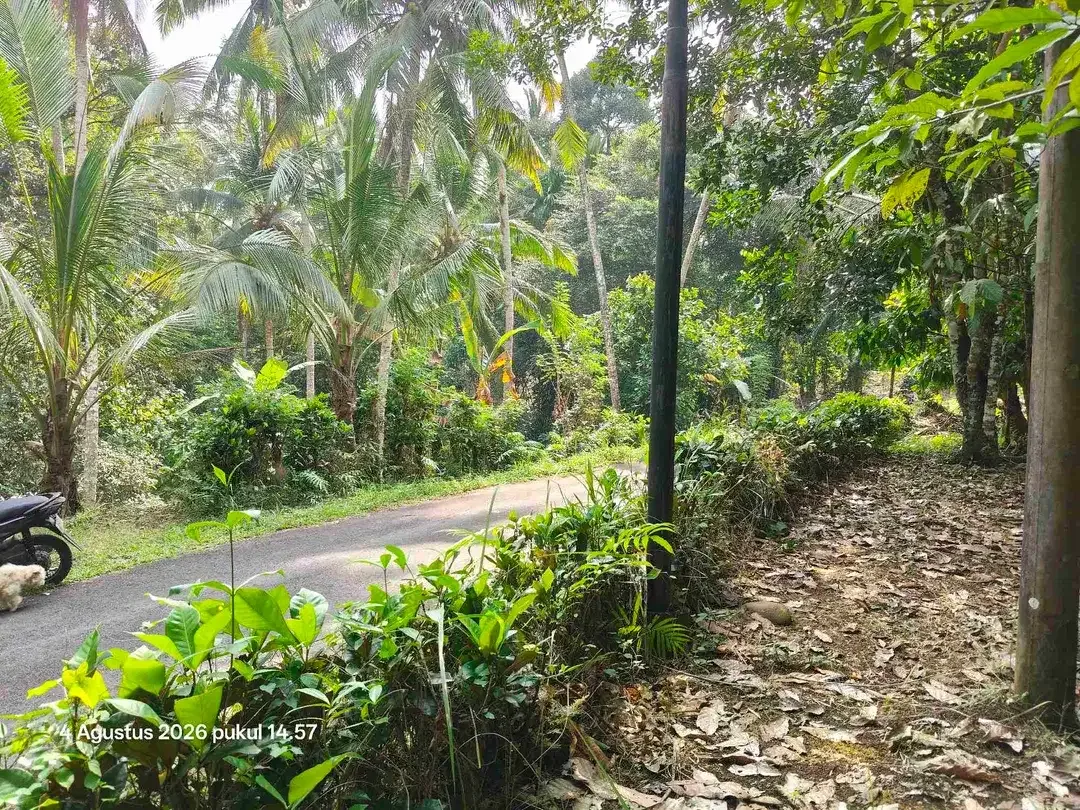 Tanah Zona Kuning dan Perkebunan di Selemadeg Tabanan Bali - Image 4 of 5