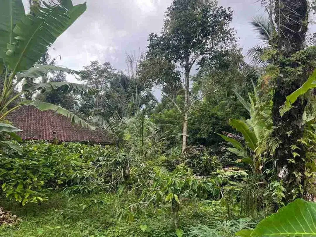 jual tanah kebun view sawah, gunung dan los sungai cantik di tabanan bali. - Image 4 of 10