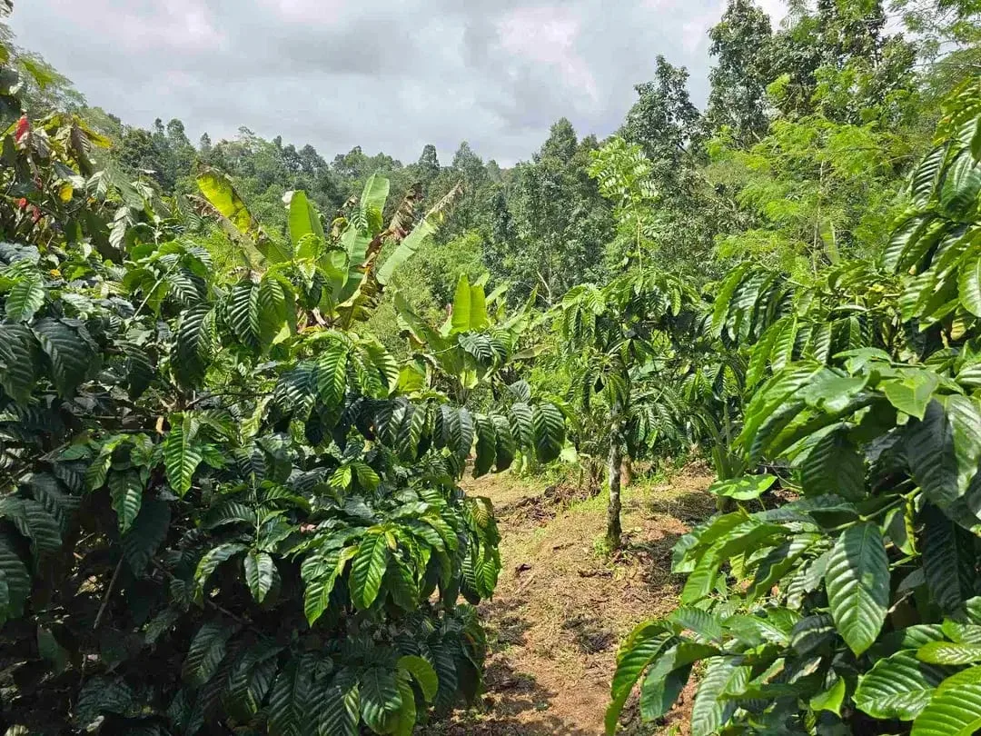 Dijual kebun kopi produktif trawat di tabanan bali - Image 2 of 10