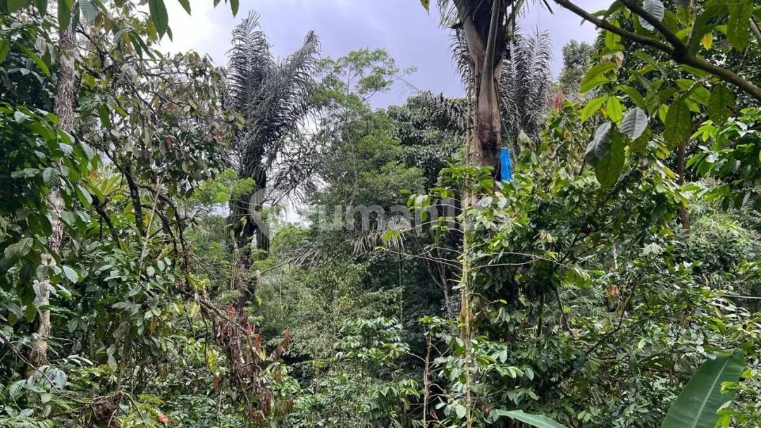 Jual Tanah Kebun View Sawah Los Sungai Ditabanan Bali - Image 4 of 4