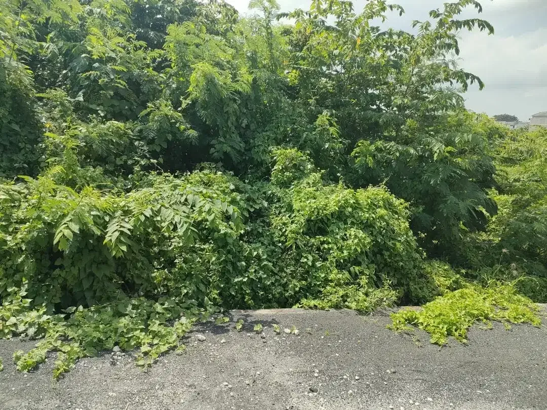 Di jual tanah premium & view sawah yang berlokasi di Tumbak bayuh Pererenan Canggu - Image 3 of 6