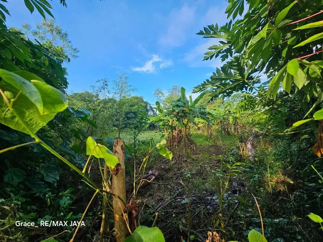 Tanah 75,20 Are Zona Pariwisata Disewakan, di Kedonganan jimbaran - Image 4 of 6