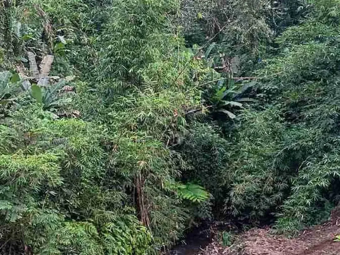 Tanah Los Sungai View Jungle di Tegalalang Ubud Bali - Image 5 of 9