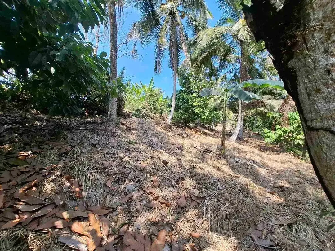 dijual tanah strategis dekat pantai wisata di tabanan dengan view sawah dab los sungai kecil berbatu - Image 6 of 10