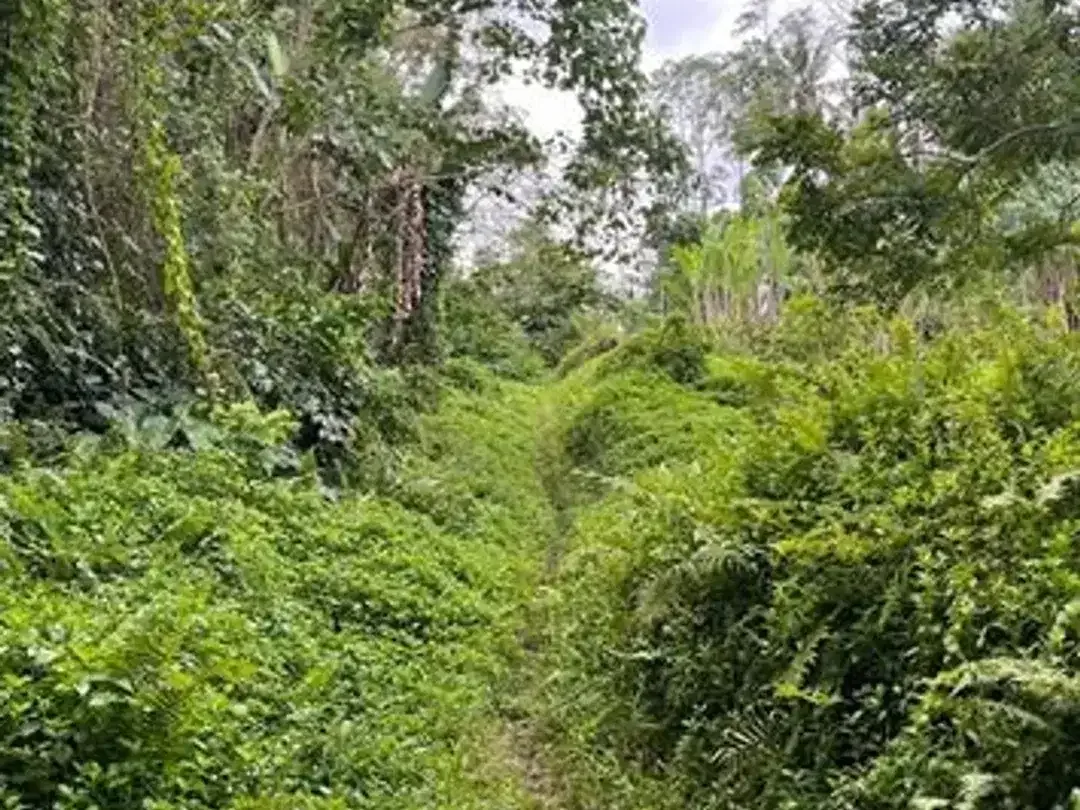 Dijual Tanah Area Berkembang Dekat Jalan Utama Cocok Dibangun Villa - Image 4 of 4