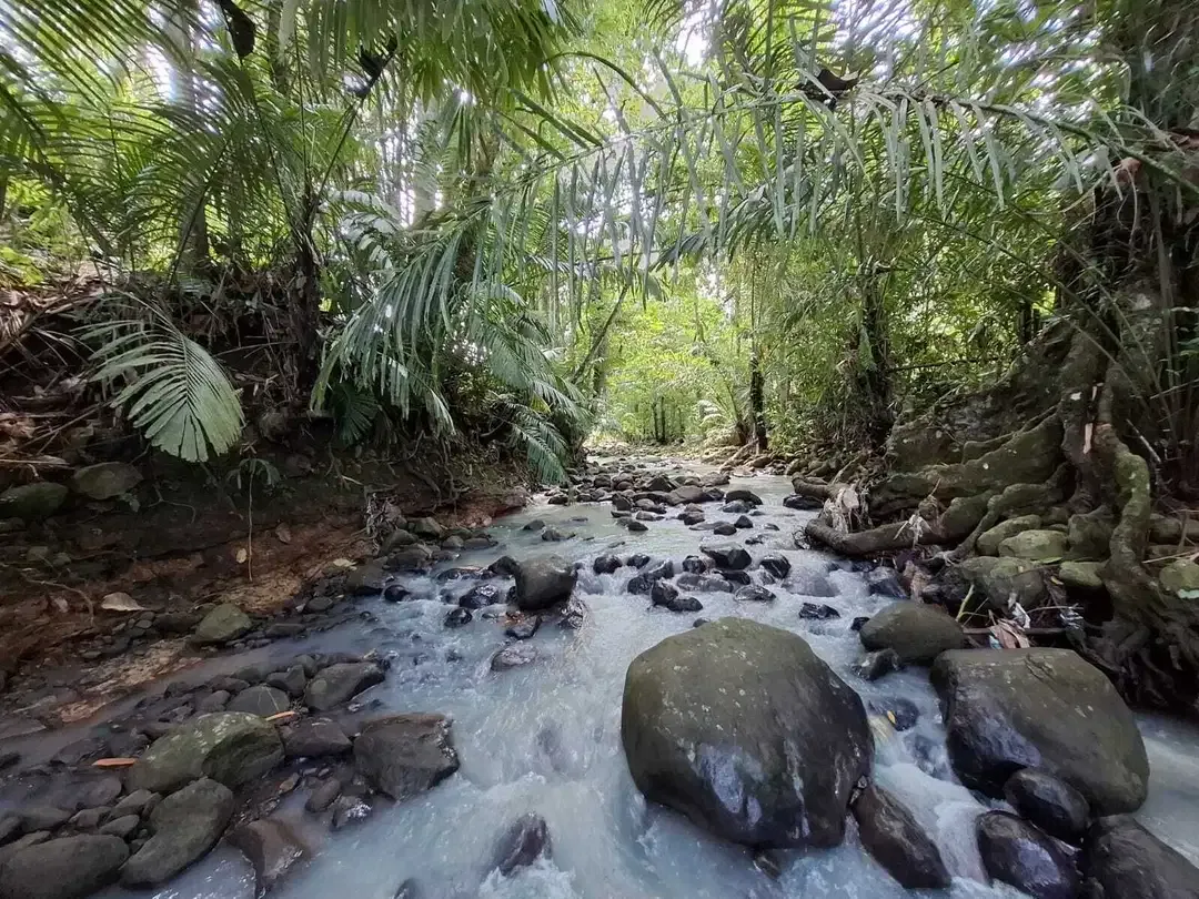 Dijual tanah cantik los sungai dan view sawah di tabanan bali - Image 3 of 10