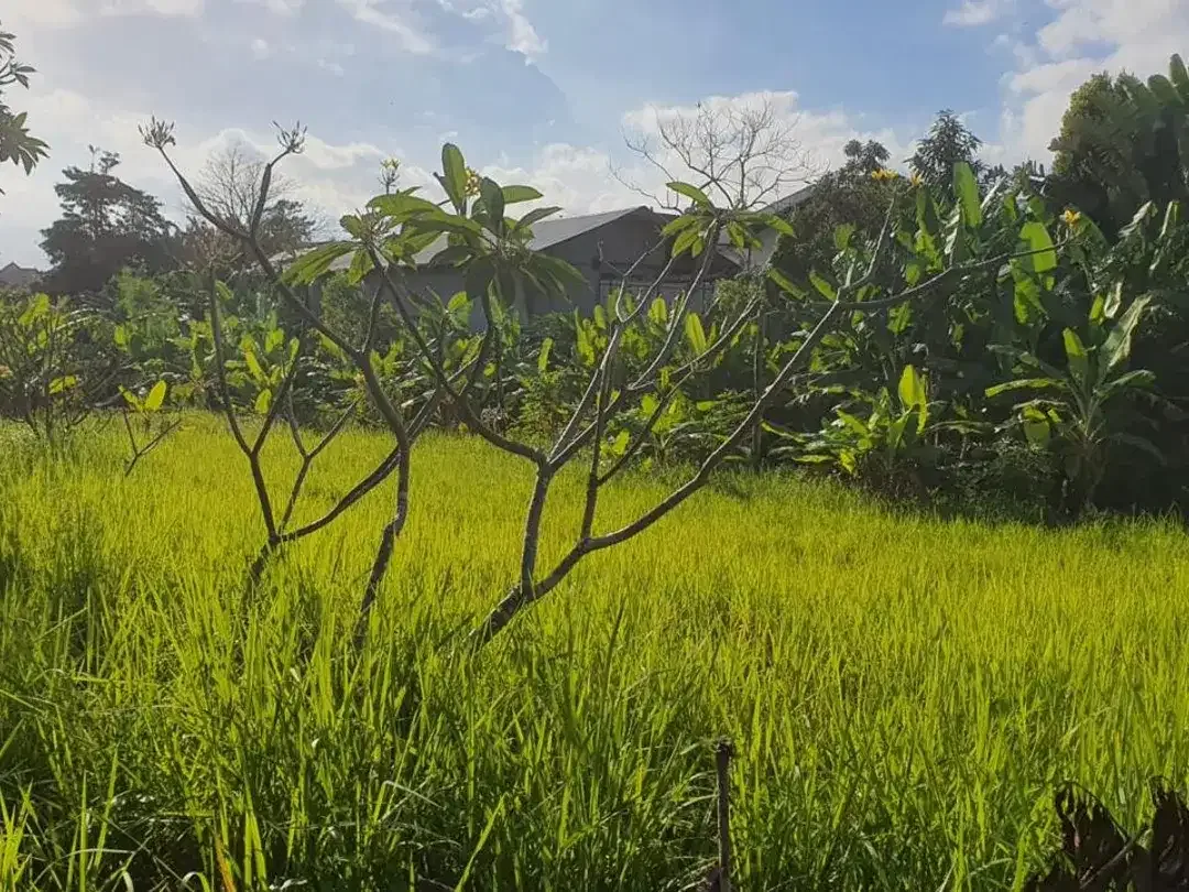Leasehold - Rare Opportunity! 10 Are Land in prime area, Canggu, Bali - Image 1 of 8