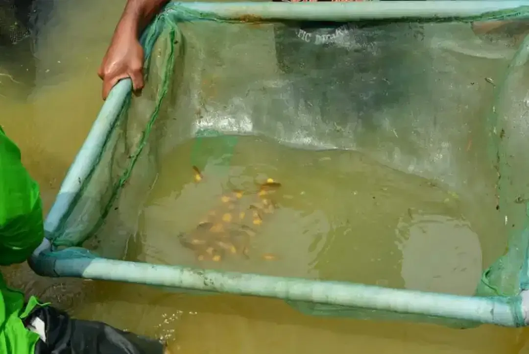 Arwana / Arowana Crossback 24K (INDUKAN) - Image 4 of 4