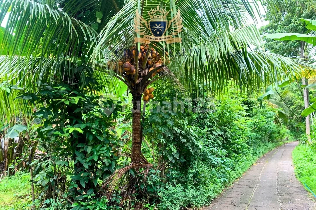 Prime 3400 Sqm Development Land In Lovina With Freehold Title - Image 1 of 3