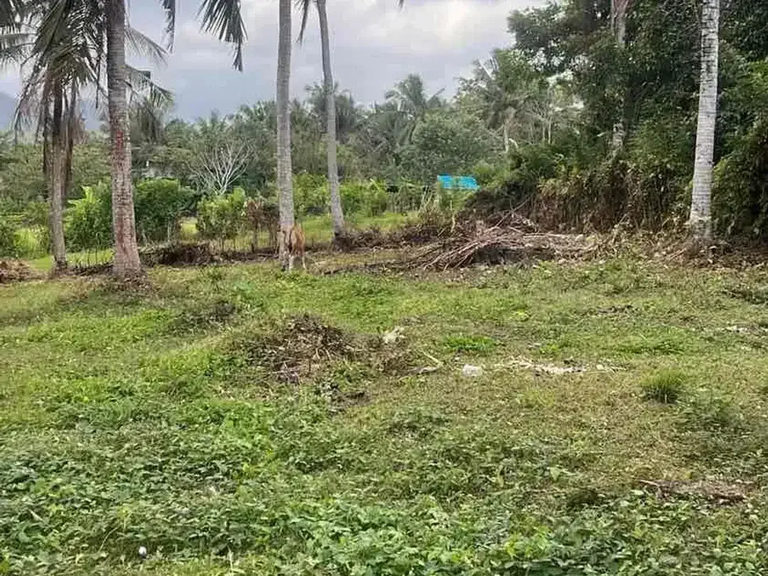 SALE 20,5 Are 100 Meter dari Balian Beach - Image 6 of 9