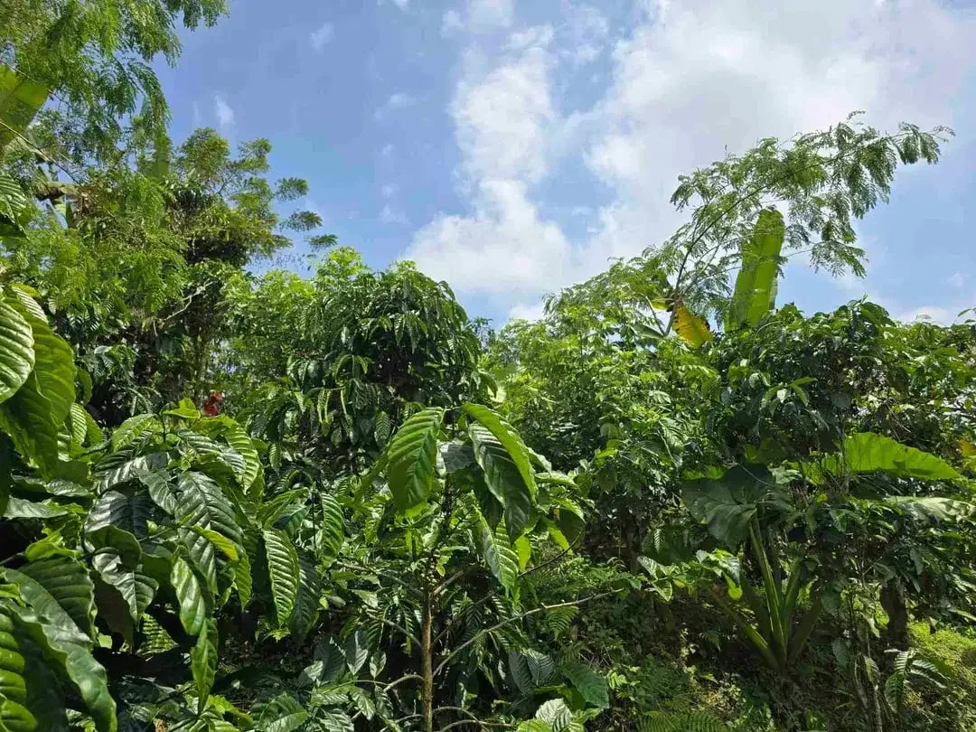 Dijual kebun kopi produktif trawat di tabanan bali - Image 1 of 10