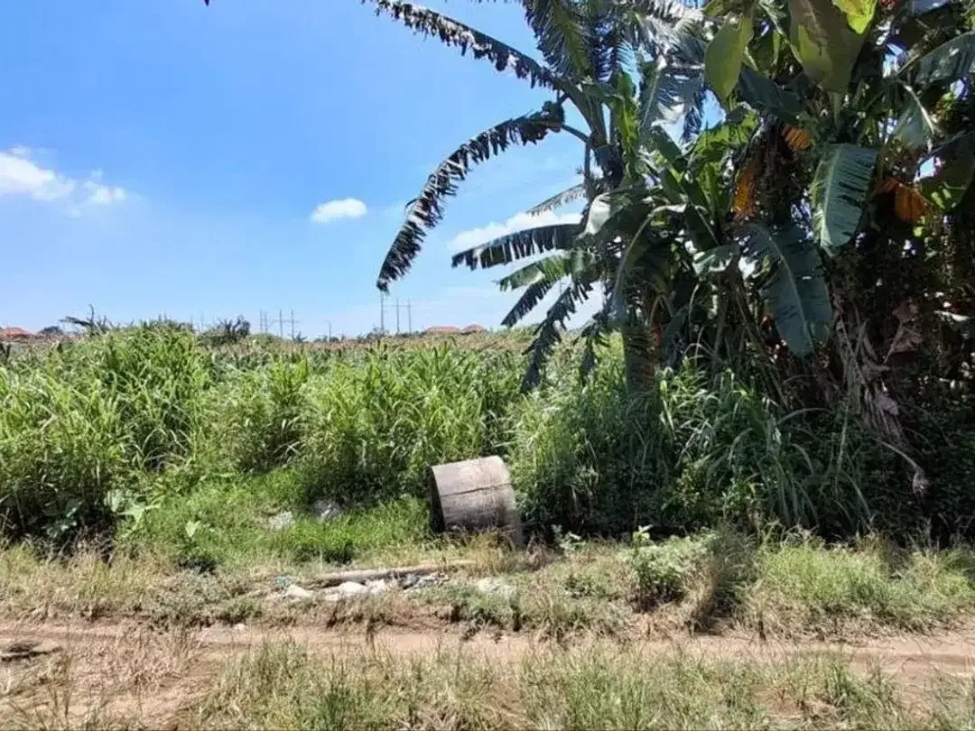 Tanah Pertanian 19,7 Are View Sawah Dijual, di Area Padang Galak Sanur - Image 3 of 4