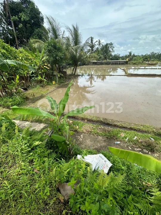 Tanah View Sawah Lingkungan Vila Zona Kuning - Image 3 of 4