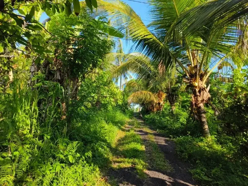 tanah murah datar view sawah akse s jalan propinsi di bali - Image 8 of 10