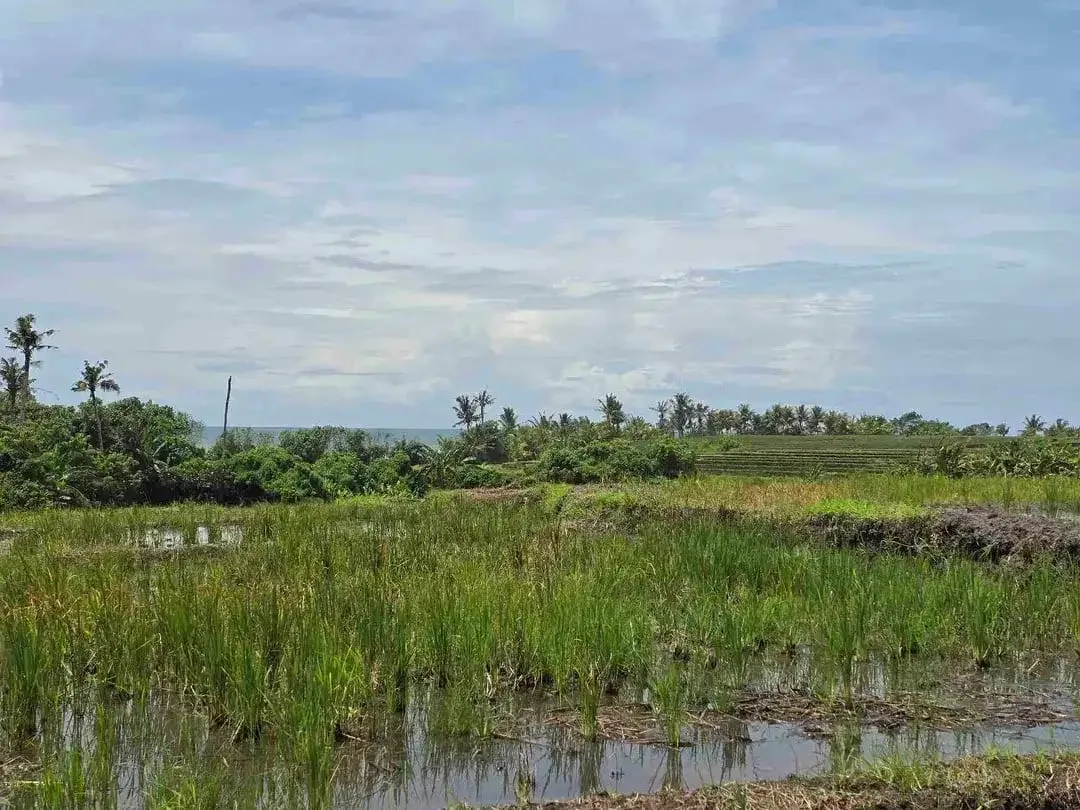 dijual tanah kecil dekat pantai pasut tabanan bali - Image 1 of 10