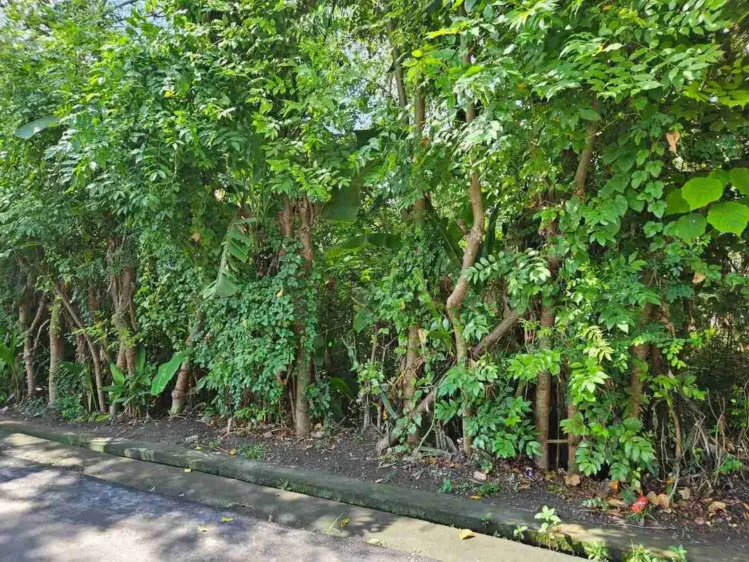 Tanah premium plot kecil langka sangat cocok untuk usaha resto, gym, villa dll - Image 1 of 6