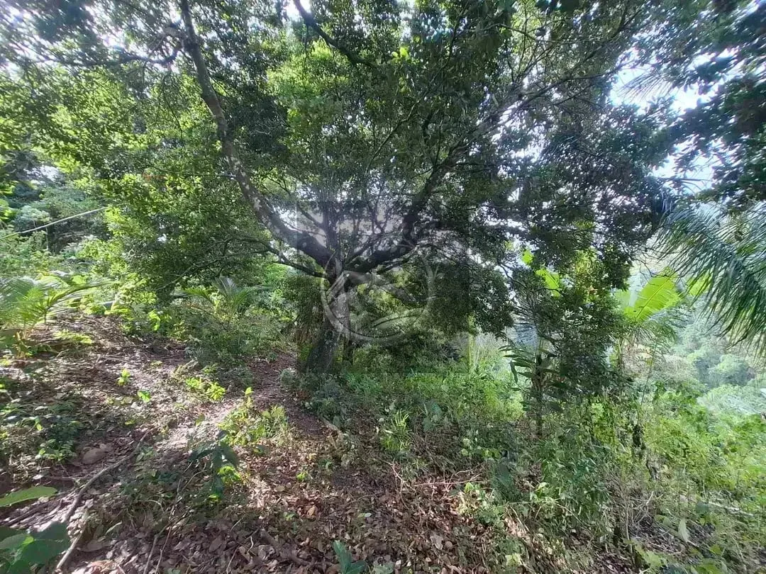 Dijual tanah strategis di kawasan wisata dekat akses jalan denpasar gilimanuk dengan view laut dan los sungai jernir berbatu - Image 6 of 10