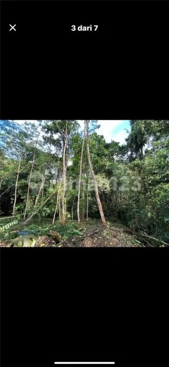 Tanah View Sungai Hutan Sawah Pejeng Harga Murah - Image 1 of 4