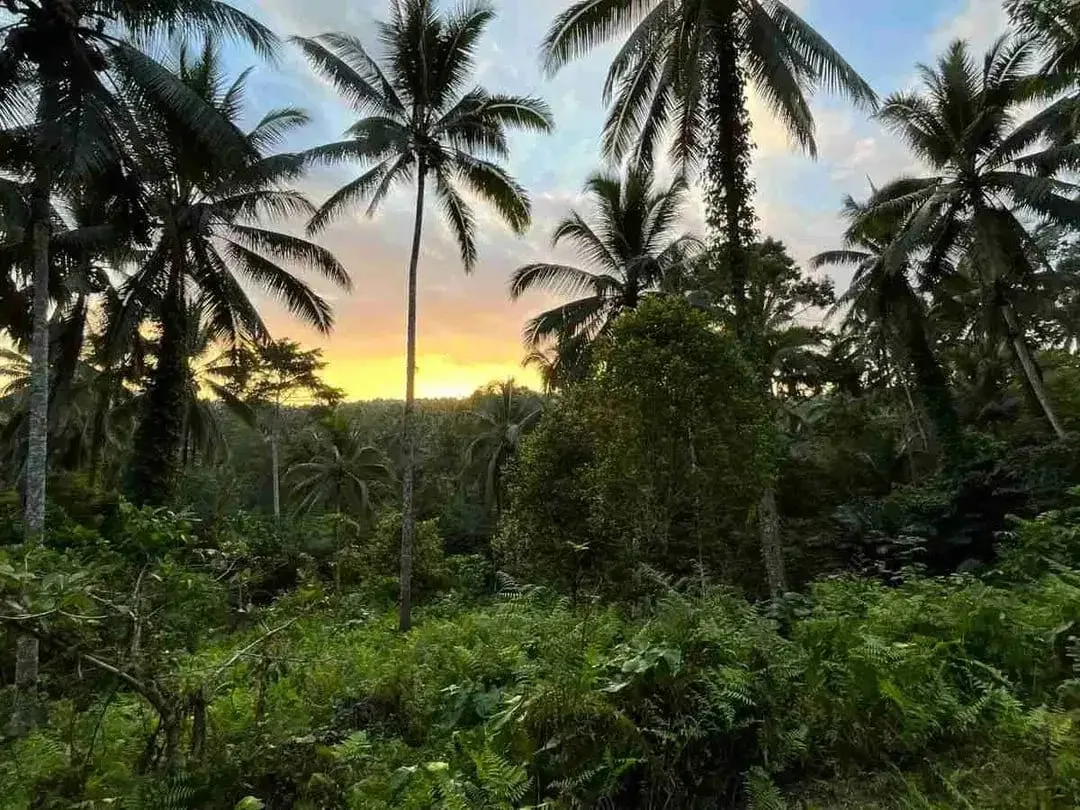 jual tanah kebun Los sungai, view sawah cantik dan sunset yang indah di tabanan bali. - Image 3 of 10