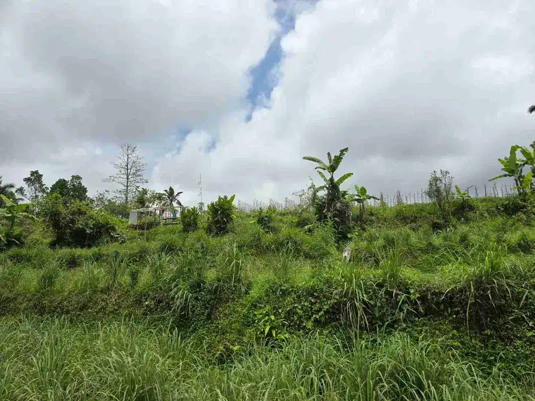 Tanah kebun view tiga gunung dan view sawah sangat panorama - Image 7 of 9